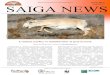 Публикуется Осень SAIGA NEWSsaiga-conservation.org/wp-content/uploads/2015/03/... · 2016-07-08 · Осень 2013: выпуск 17 saiga news Публикуется