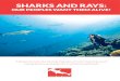 SHARKS AND RAYS - CBD...Sharks and rays: essential components of our shared oceans. Sharks have roamed the world's oceans for hundreds of millions of years, and have become essential