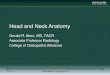 Head and Neck Anatomy - Educationeducation.rad.msu.edu/.../Unit2/HN/hn_ANATOMY_503.pdf · 2012-06-13 · Head and Neck Anatomy . Gerald R. Aben, MD, FACR . Associate Professor Radiology