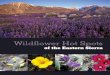 Welcome to the Eastern Sierra… - Amazon S3€¦ · Desert, Great Basin, and Sierra Nevada—all converge in this area. Dozens of plant communities and thousands of plant species