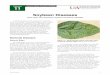 Soybean Diseases - Arkansas Soybean Handbook - Chapter 11 ... leaves, petioles, stems and pods. Infection