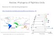 Review: Phylogeny of flightless birdsjankowsk/BIO413_2_010814.pdf · Biogeographic line: a geographic boundary that animals (or plants) tend not to cross. Some lines are more permeable