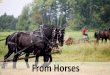 From Horses - PGDC Lefsrud speech 2015...From Horses This is my story of feeding the world with the best of the best grains.\爀屲I never saw that fancy harness on horses. Our horses\ഠwere