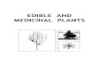 EDIBLE AND MEDICINAL PLANTS - Great Baikal Trailold.greatbaikaltrail.org/.../edible-and-medicinal-plants.pdfEDIBLE AND MEDICINAL PLANTS Abal Calligonum comosum Description: The abal