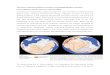 Web view Coeval extensional and contractional tectonics in the overriding plate is a key observable