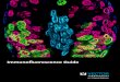 Immunofluorescence Guide - Vector Labs · 2018-04-26 · Immunofluorescence Workflow Vector Laboratories is your resource for premium labeling and detection products at each step