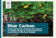 Blue Carbon - Pandaawsassets.panda.org/downloads/wwf_bluecarbon_report_coraltriangl… · Blue Carbon – A New Concept Blue Carbon page 4 BACKGRoUnD oUR CoAsTAL eCosYsTeMs ARe In