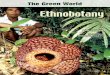 Ethnobotany - LUpriede.bf.lu.lv/.../gramatas/Ethnobotany.pdf · 2015-09-09 · ethnobotany as the study of howive nat tribes used plants for food, shelter, or clothing.1 As ethnobotany