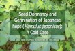 Seed Dormancy and Germination of Japanese hops (Humulus ... · Japanese hops (Humulus japonicus)! Japanese hops are in the same genus as beer hops, but are NOT used for beer. ! Lacking
