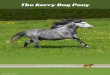 The Kerry Bog Pony - Irish Pony Society | Ireland€¦ · about the plight of the ponies on the radio. He became interested and offered to DNA type the surviving ponies to see if