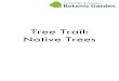 Tree Trail: Native Trees...ages on the one tree. Scots pine is an evergreen and one of only three conifers or ‘cone-bearing’ trees native to the UK. Oak - Quercus petraea Oak bark