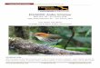 ECUADOR: Andes Introtour - Tropical Tropical Birding Trip Report ECUADOR: Andes Introtour January 2018