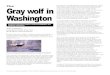 The Gray Wolf in Washington - Defenders of Wildlifedefenders.org/.../files/publications/the_gray_wolf_in_washington.pdf · scientific data collected on wolf activity in Washington