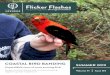 Flicker Flashesalaudubon.org/wp-content/uploads/2019/06/FlickerFlashes...Flicker Flashes The quarterly guide to Birmingham AudubonSUMMER 2019 Volume 71 Issue 04 COASTAL BIRD BANDING