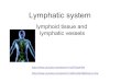 lymphoid tissue and lymphatic vessels · The lymphatic system is part of the immune system, made up of a network of conduits that carry a clear fluid called lymph It also includes
