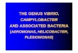 THE GENUS VIBRIO CAMPYLOBACTER AND ASSOCIATED BACTERIAold.lf.upol.cz/fileadmin/user_upload/LF-kliniky/mikrobiologie/general... · Campylobacter sp. is a common cause of enteritis