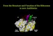 From the Structure and Function of the Ribosome to new ... · From the Structure and Function of the Ribosome. to new Antibiotics. Crick’s central dogma of molecular biology: DNA