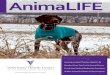 AnimaLIFE - Kansas State University · Double Trouble The owners, aware of the dangers of twin pregnancies, upon finding the two tiny bundles, brought all three to the Veterinary