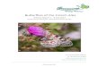 utterflies of the French Alps - Greenwings Wildlife Holidaysgreenwings.co/.../2019/01/Butterflies...Week-1-WEB.pdf · butterflies were active at the stop that was made. To compensate,