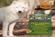 2013 Annual Report - Wolf Conservation Centerred wolf, which are among the rarest mammals in North America. Both species at one time were completely extinct in the wild. Under the