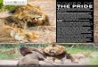 SOME INTERESTING FACTS ABOUT LIONS A SHORT HISTORY OF THE SOUTHERN PRIDE 2017-02-14آ  Southern Pride