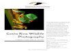 Costa Rica Wildlife Photography - Natural Selections Tours Page 3 â€¢ Costa Rica Wildlife Photography