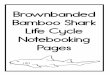 Brownbanded Bamboo Shark Life Cycle Notebooking Pages · Bamboo Shark!Simple Living. Creative Learning. Brownbanded Bamboo Shark Life Cycle!Simple Living. Creative Learning!Simple