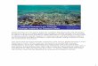 Natural Solutions for Climate Presentation Courtesy …reef, and the security of coastal communities. When coastal protection is lost, beaches and whole islands disappear. For example,
