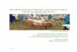 Small Ruminant (Sheep and Goat) Value Chain in West Amhara · 2019-03-27 · Small Ruminant (Sheep and Goat) Value Chain in West Amhara (Dera and N/Mecha Cases) Paulos Desalegn 