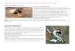 2019 Wildlife Contest: Birds, Mammals and Other Species 2019-05-23آ  2019 Wildlife Contest: Birds, Mammals