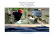 BIRDING TRIP REPORT ECUADOR - users.skynet.beusers.skynet.be/fa558105/ECUADOR2007.pdf · • “The birds of Ecuador” (Field Guide) by Robert S. Ridgely & Paul J. Greenfield (Helm