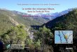 Le sentier des mésanges bleues, dans la Forêt de Piriocorse.n2000.fr/sites/corse.n2000.fr/files/documents/page/... · 2017-05-23 · Le sentier des mésanges bleues, Forêt de Pirio
