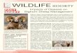 Impacts of Disease on Bighorn Sheep Management and Settings/37/Site...Impacts of Disease on Bighorn Sheep Management Bighorn sheep (Ovis canadensis) are an iconic species of the American