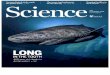 Science Cover August 11 2016bioold.science.ku.dk › jfsteffensen › Publications › Science Paper w C… · Radiocarbon chronologies of dietary ori-gin (reflecting the food web)