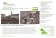 Removing Mature Trees From Building Sites · Removing Mature Trees From Building Sites: ... be diseased and the local authority took the decision to cut the trees down to stump level,
