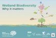 Flyer Tag des Lichts / Journée de la lumière · • Swamp vegetation filters pollutants, making water potable • Wetlands provide livelihoods for one billion people and help feed
