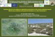Invasive plants in low ligneous vegetation …...Invasive plants in low ligneous vegetation ecosystems in the eastern Mediterranean: Which taxa could become potential invaders in a