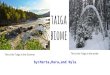 taiga biome - Minneapolis Public Schools · taiga biome by:Marta,Mara,and Nyla This is the Taiga in the Summer This is the Taiga in the winter. Plants of the Taiga pitcher plant By:Marta