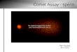 Comet Assay - sperm - Medik.cz · 2010-05-05 · comet assay. Environmental Health Perspectives 111, July 2003, 1164-1169. Schmid, T E et al. The effects of male age on sperm DNA