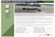 BetterBeef – Conserving extra spring growthagriculture.vic.gov.au/__data/assets/word_doc/0003/...  · Web viewBetterBeef – Conserving extra spring growth. Mirboo North-Boolarra