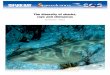 The diversity of sharks, rays and chimaerasdata.daff.gov.au/brs/...diversity_sharks_24feb05.pdf · collared carpet sharks (Parascyllidae), longtail carpet sharks (Hemiscylliidae),