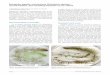 European aquatic carnivorous Utricularia species – record ... · record-holders, but vanishing beauties of our nature. Danube News – November 2016 – No. 34 – Volume 18 Page