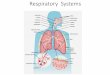 The Digestive system › cms › lib › PA06000076...Respiratory System Pulmonary Ventilation •Movement of air in & out of the lungs •System functions to inhale and exhale air