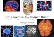 Introduction: The Human Brain - Bangor University › ... › PGoldin_HumanBrain.pdf · 2015-08-06 · Brain Predicting Emotion State Wager et al., 2015, PLOS Computational Biology