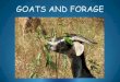 GOATS AND FORAGE - kerrcenter.com › wp-content › uploads › 2014 › 04 › ...Animal Husbandry – Relative to Grazing/Browsing Goats are more selective foragers than cattle