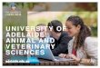 UNIVERSITY OF ADELAIDE: ANIMAL AND VETERINARY SCIENCES · Veterinary Science . applies medical, diagnostic and therapeutic principles to prevention and treatment of disease in companion