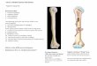 Intro to Skeletal System sp 2019 - Class Syllabus · 2019-02-14 · Intro to Skeletal System Worksheet 1 Typical Long bone Both bones label: 1. Proximal epiphysis 2. Diaphysis (shaft)