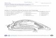 Station A: Freshwater Mussel Anatomy and Physiology · 2020-03-19 · Station A: Freshwater Mussel Anatomy and Physiology 2. Use the mussel anatomy diagram, colored pencils, and key