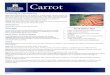 Carrot · 2018-08-22 · Grow. Plant seeds directly into soil in full sun 2-3 weeks before last frost. Plant ½-inch deep, ½-inch apart, and in rows 12-18 inches apart. Water lightly