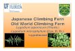Japanese Climbing Fern Old World Climbing Japanese Climbing Fern Old World Climbing Fern Lygodium japonicum